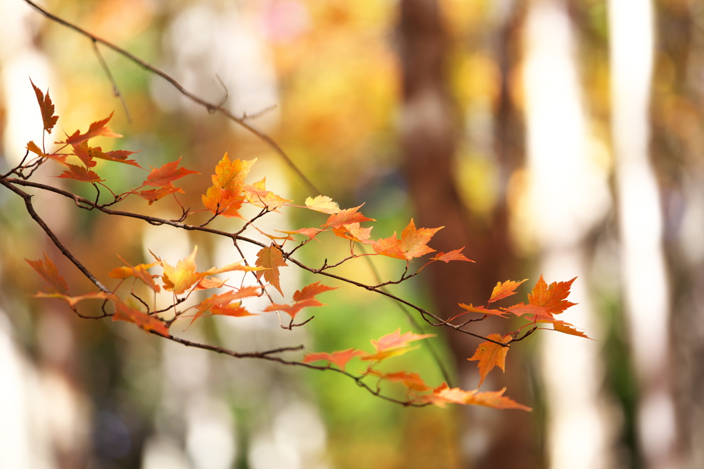 紅葉・奥日光♪7