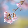 公園の河津桜♪5