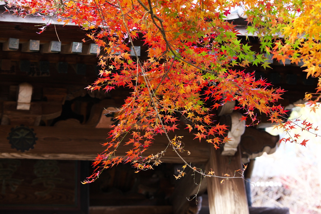 紅葉最終章♪13