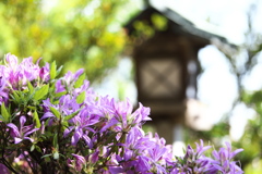 唐沢山の躑躅♪1