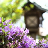 唐沢山の躑躅♪1