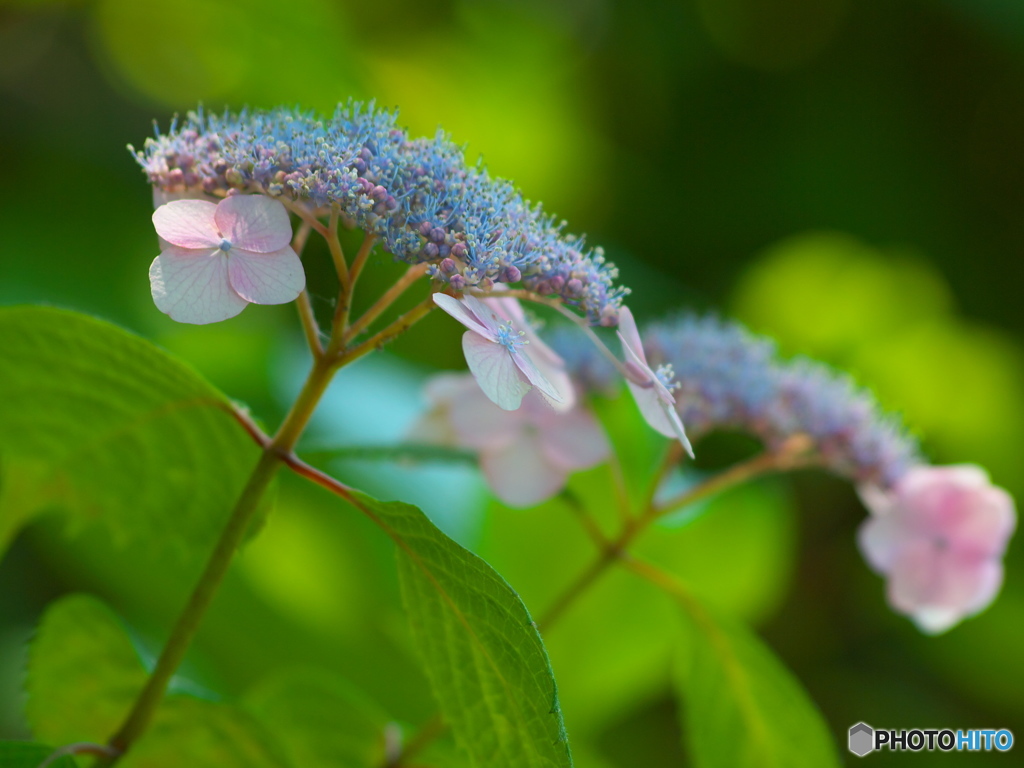 権現堂堤の紫陽花♪７