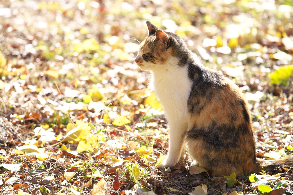 紅葉・さよならをする前に♪7