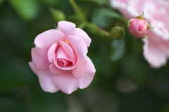 公園の彩り♪2