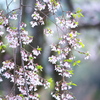 花彩祭♪2