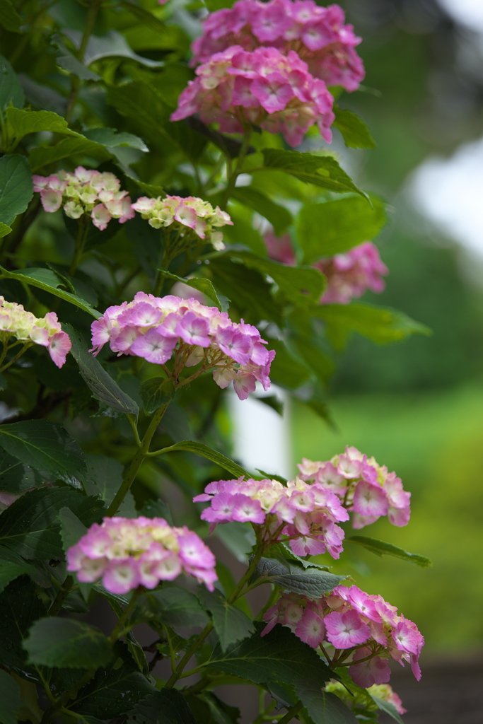 紫陽花・日枝神社♪2