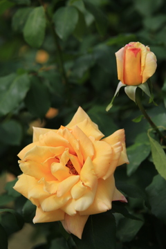 敷島公園の薔薇♪3