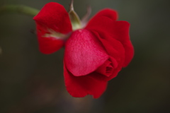 薔薇・咲き残る♪1