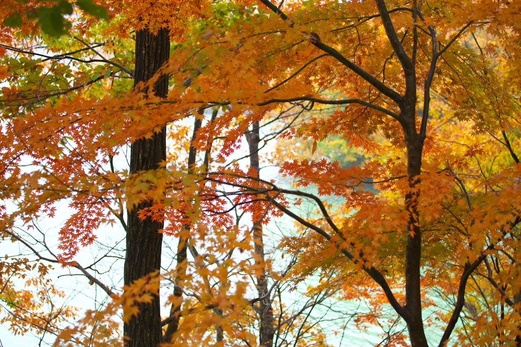 水辺の紅葉♪1