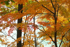 水辺の紅葉♪1