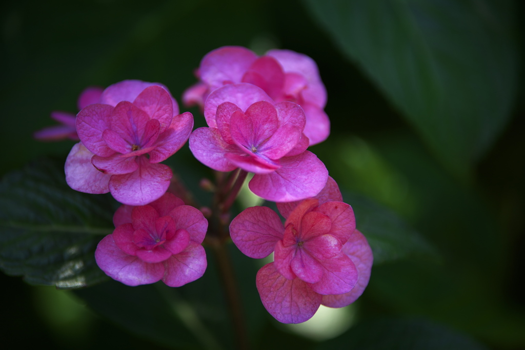 権現堂堤の紫陽花Ⅱ♪2