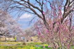 天平の花まつり♪5