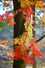 紅葉・金蔵院♪2