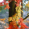 紅葉・金蔵院♪2