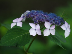 額紫陽花