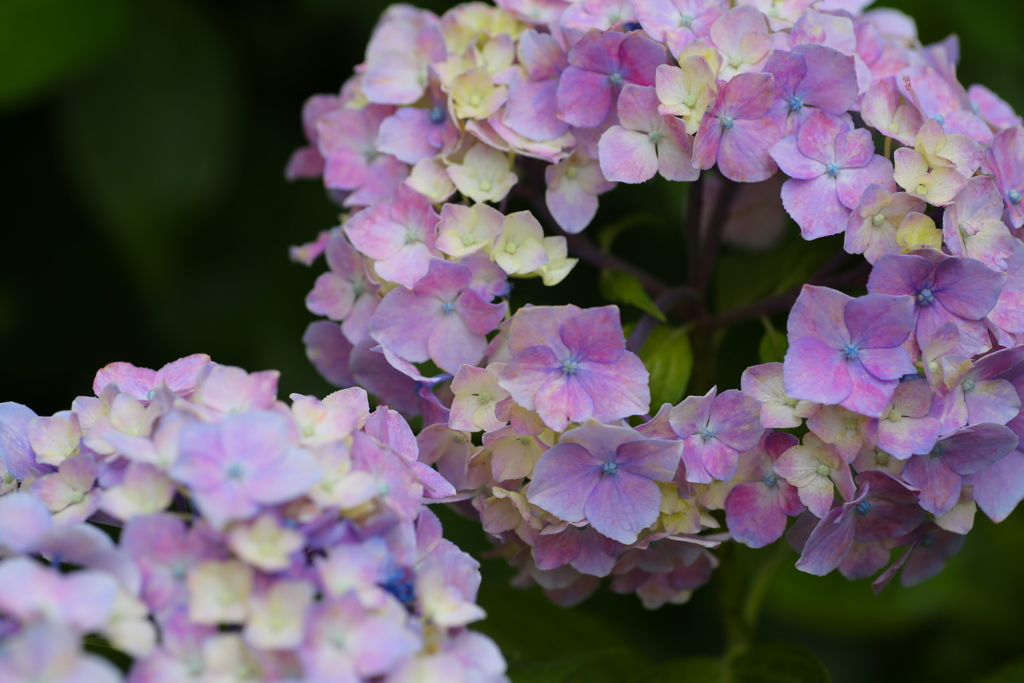 権現堂堤の紫陽花♪５