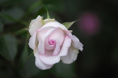 井頭公園の薔薇♪5