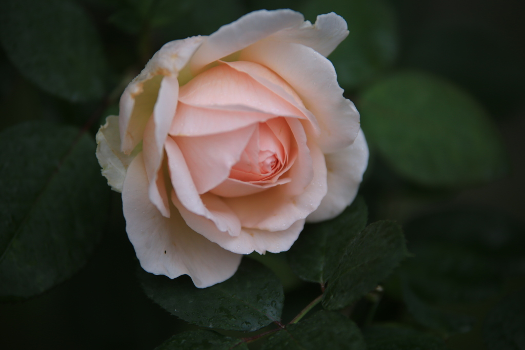 秋の花センター♪5