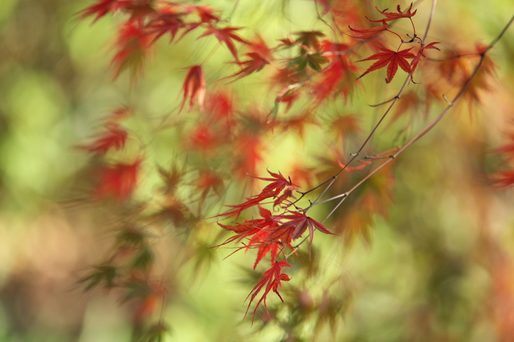 紅葉最終章♪15
