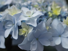 紫陽花の頃♪５