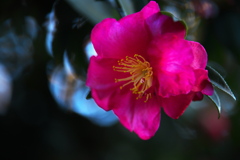 冬の花♪1