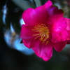 冬の花♪1