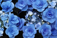 紫陽花色♪1