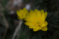 早春の星野の森♪4