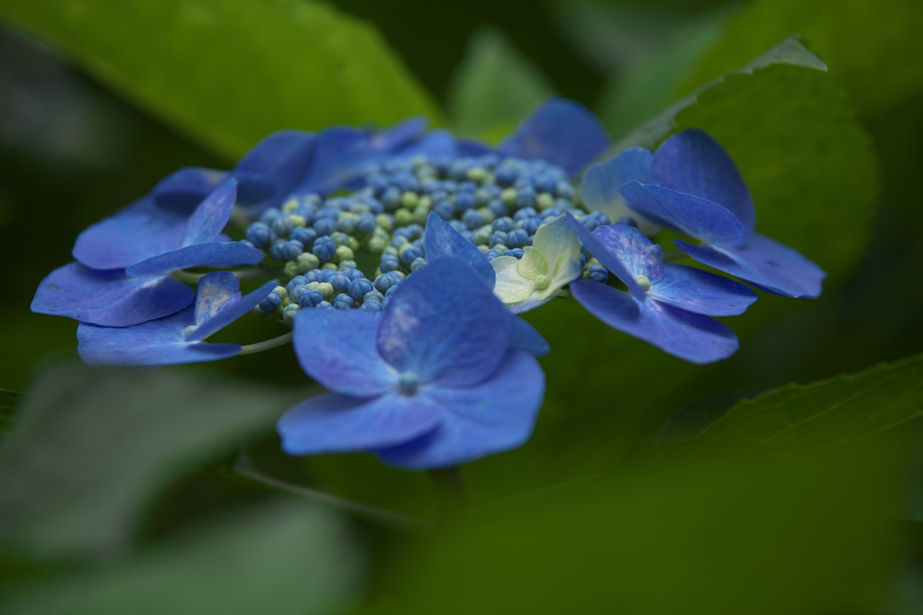 紫陽花・権現堂堤♪1