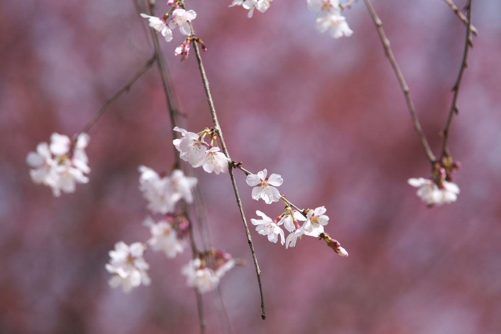 天平の花まつり♪2