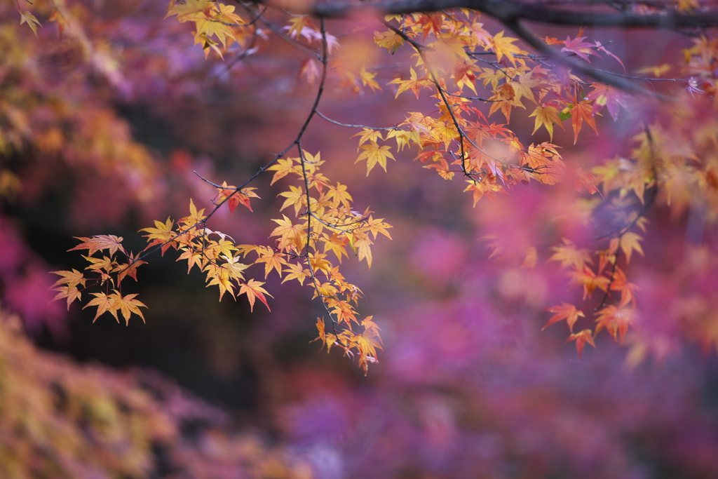 さよなら紅葉♪2