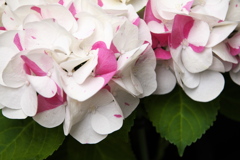 紫陽花展Ⅰ♪3