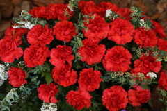 ありがとうの気持ち♪4