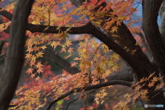 散りゆく前にⅤ