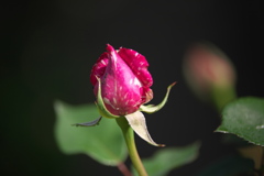 薔薇咲き始めました♪3