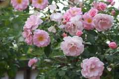 公園の彩り♪1