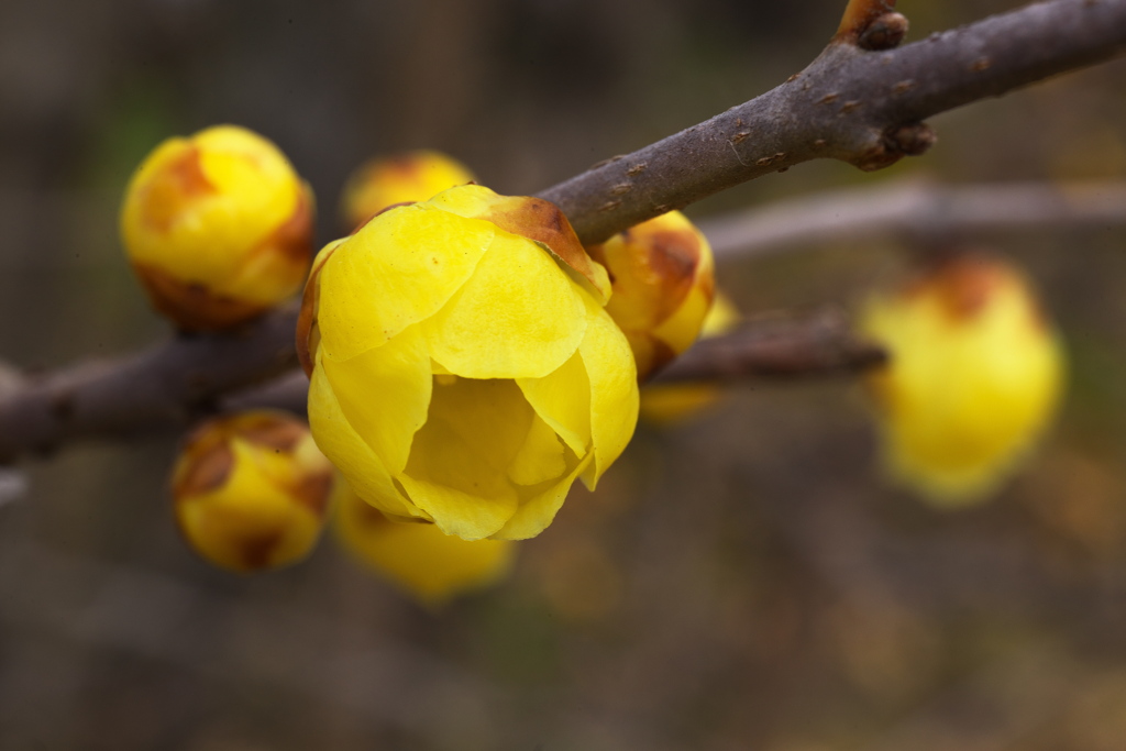 公園の小さな春♪1