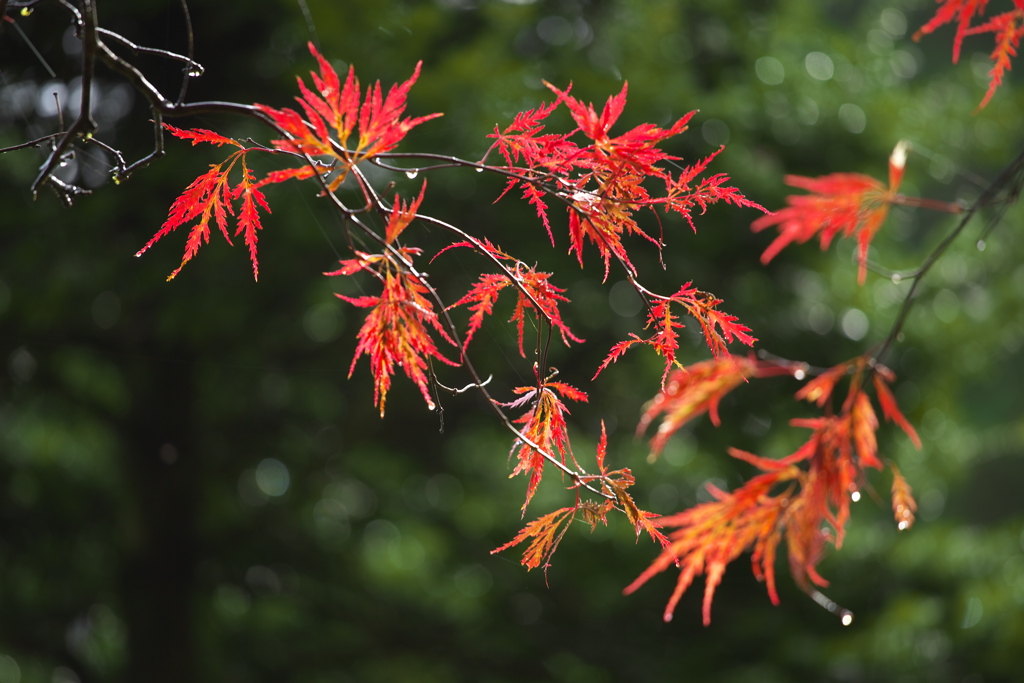 日光・紅葉の頃♪22