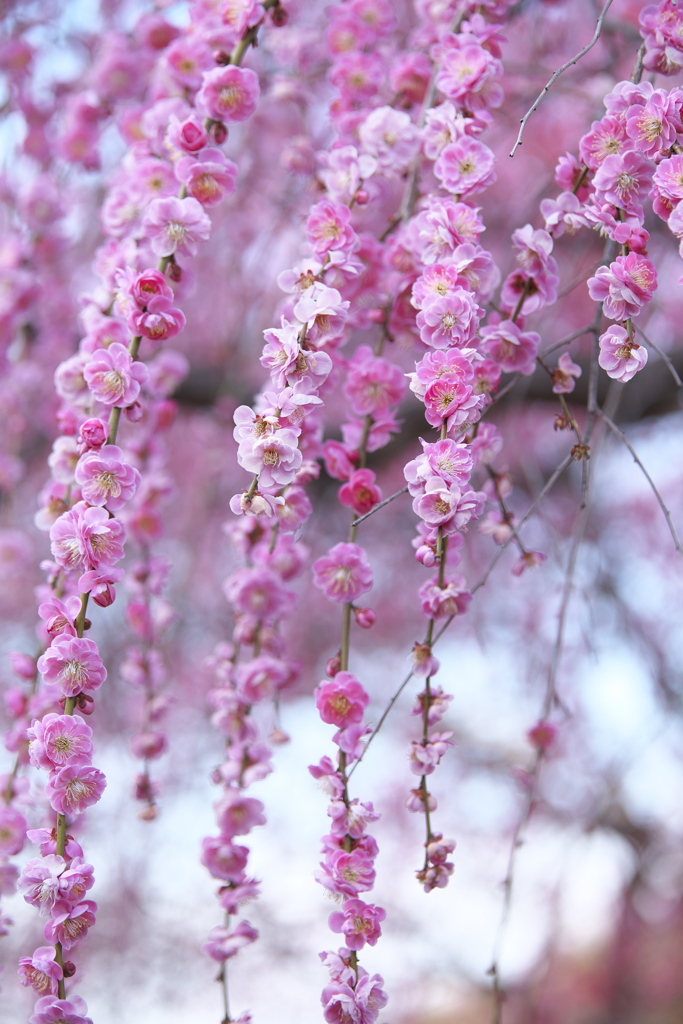 万葉庭園の春♪2
