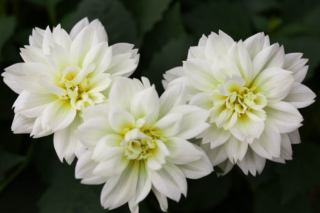 ダ・リ・ア ♪19