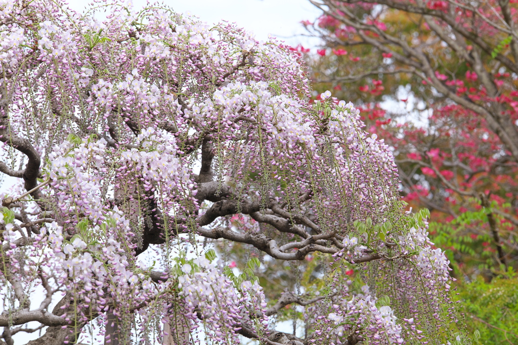 えっ！もう藤の花？♪3