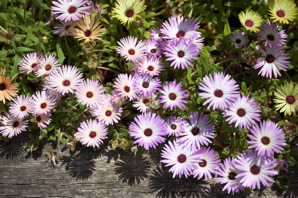 微笑みの花たち♪6