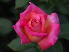 薔薇香る頃♪９