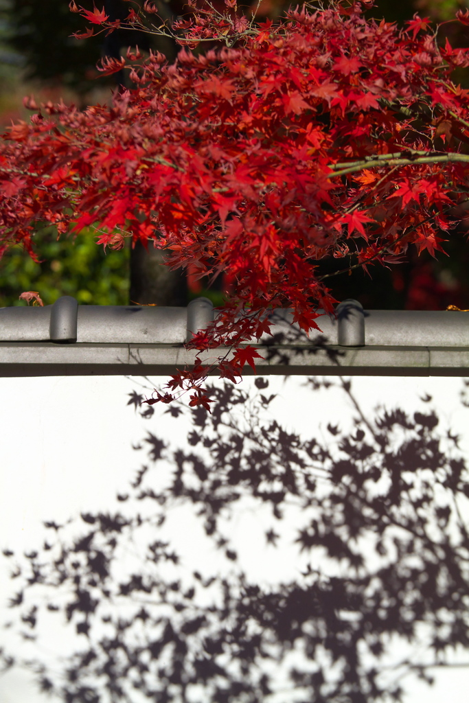 宝徳寺の秋Ⅱ