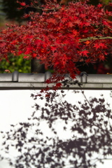宝徳寺の秋Ⅱ