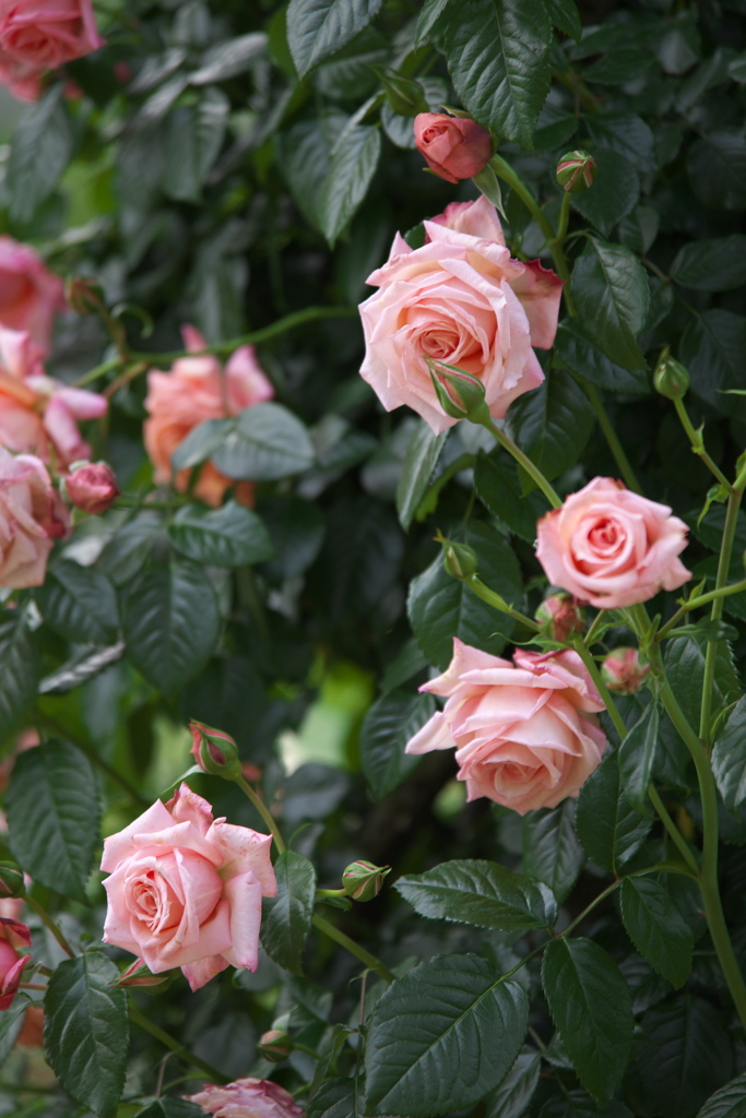 春の薔薇・あしかがフラワーパーク♪17