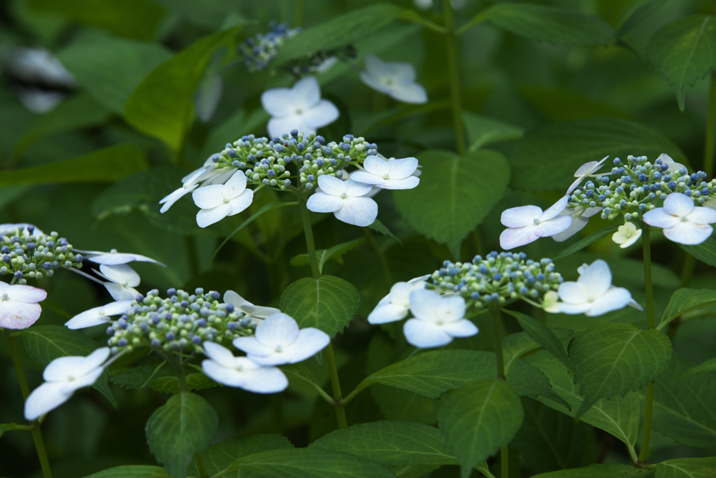 紫陽花・権現堂堤♪7