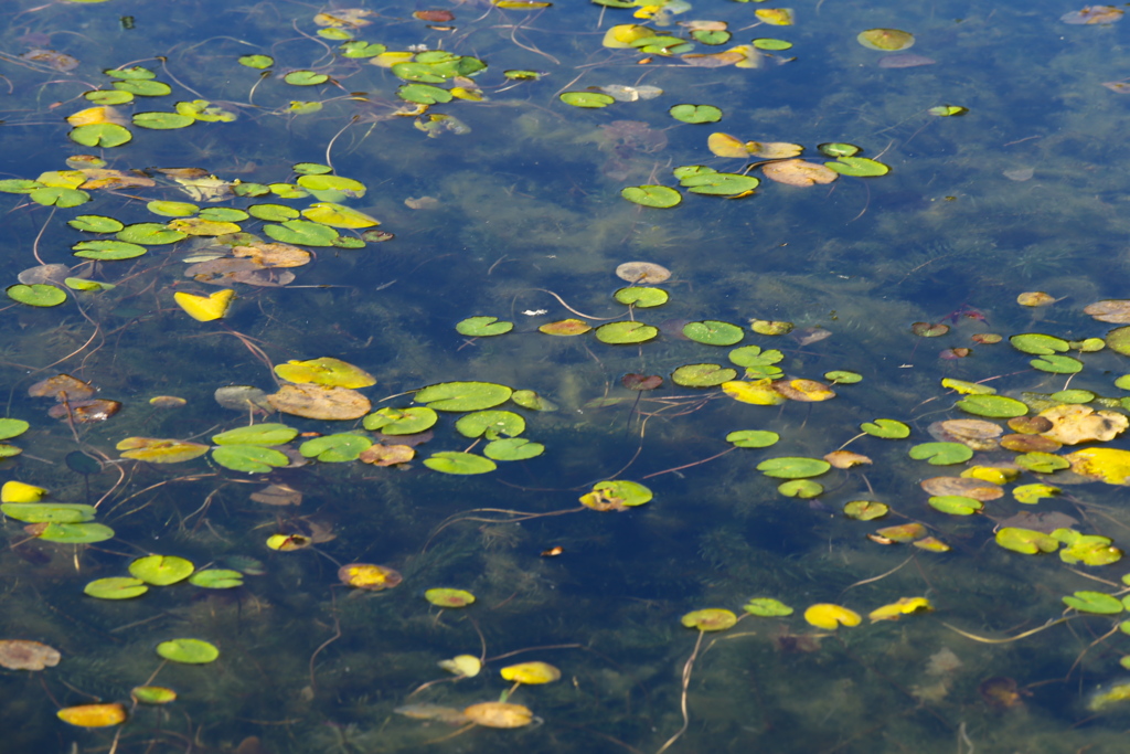 だいや川公園♪2