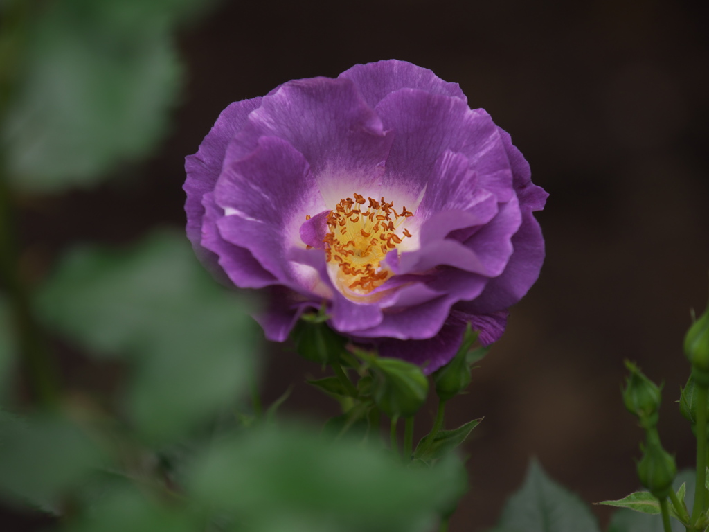 春の薔薇♪8