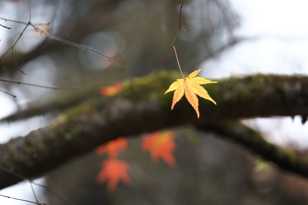 紅葉・金蔵院Ⅱ2